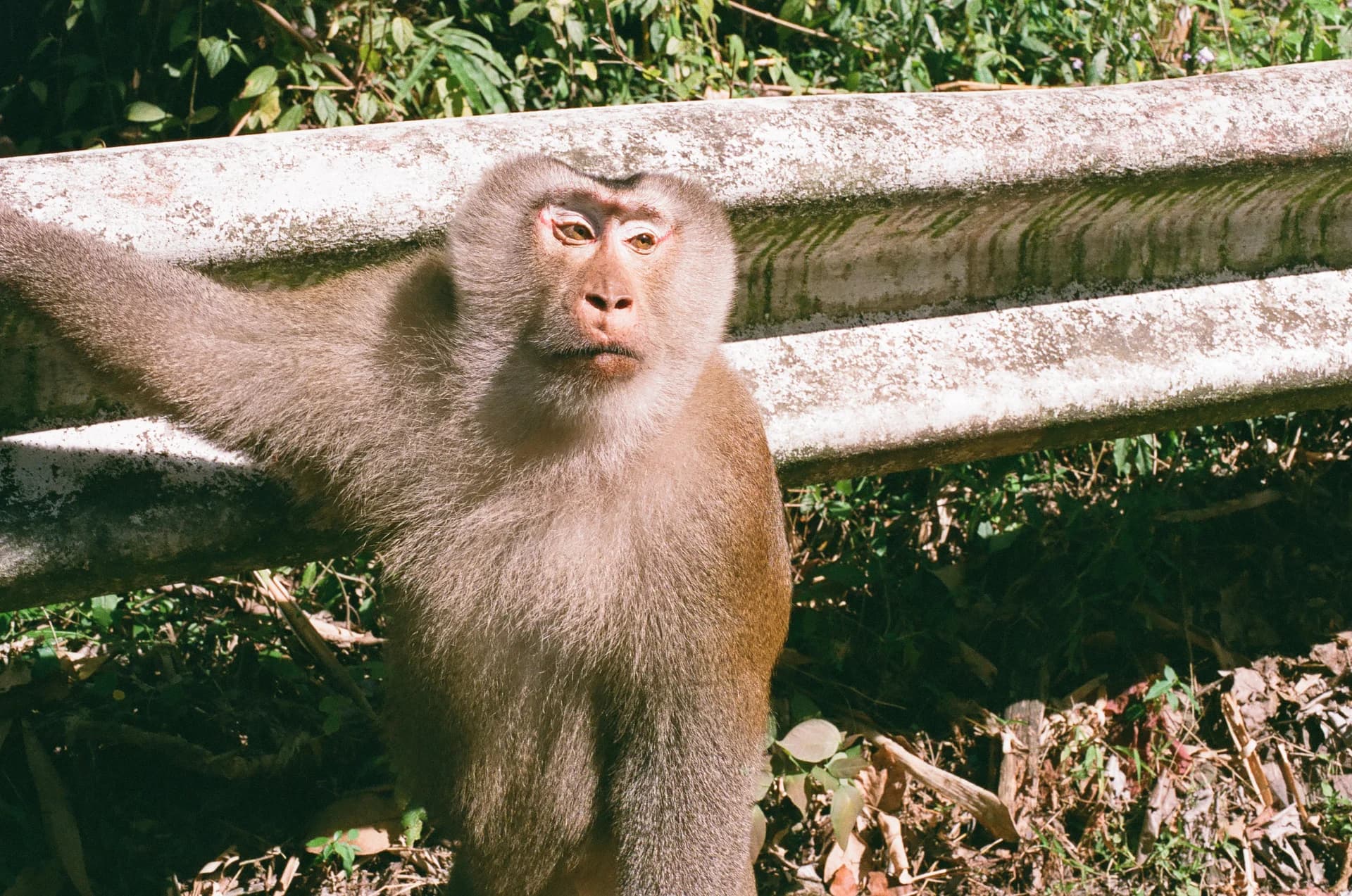 Monkey